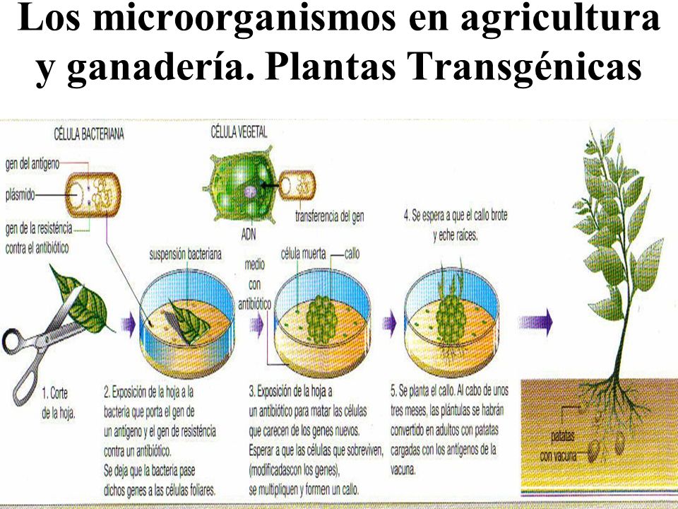 IMPORTANCIA DE LOS HONGOS EN LA MEDICINA importancia de los hongos en la medicina: