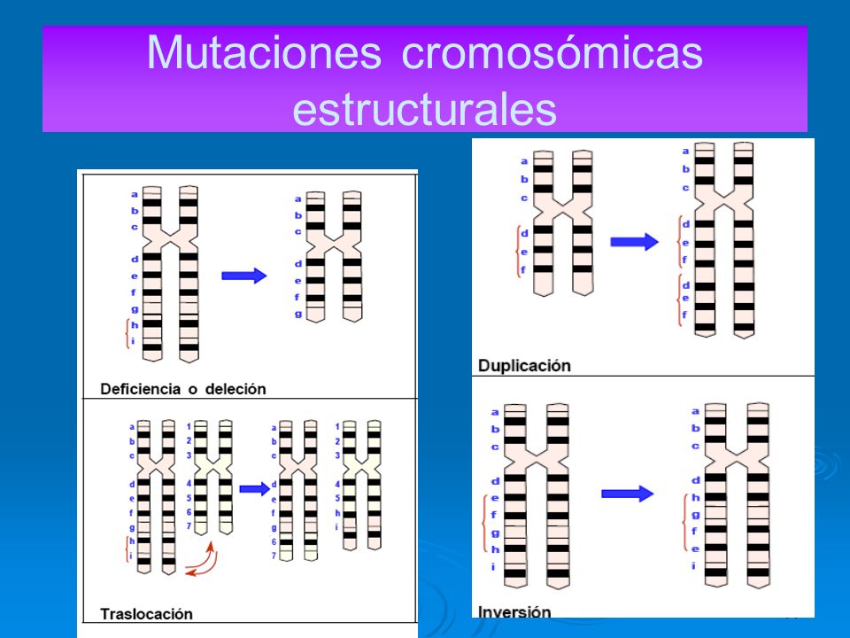 VARIACION NO HEREDITARIA variacion no hereditaria: