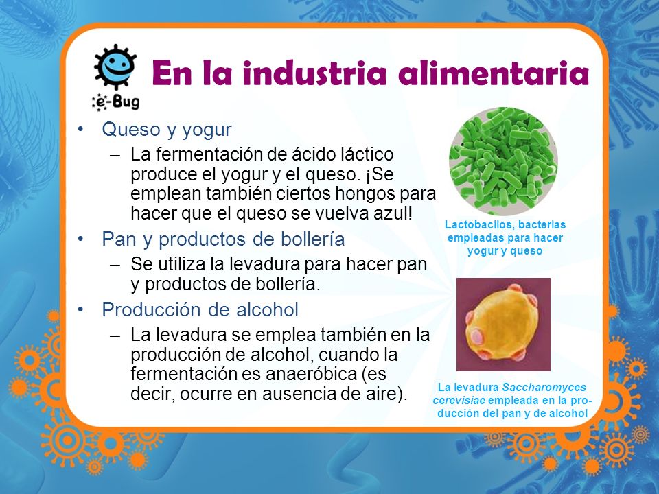 IMPORTANCIA DE LOS HONGOS EN LA MEDICINA importancia de los hongos en la medicina: