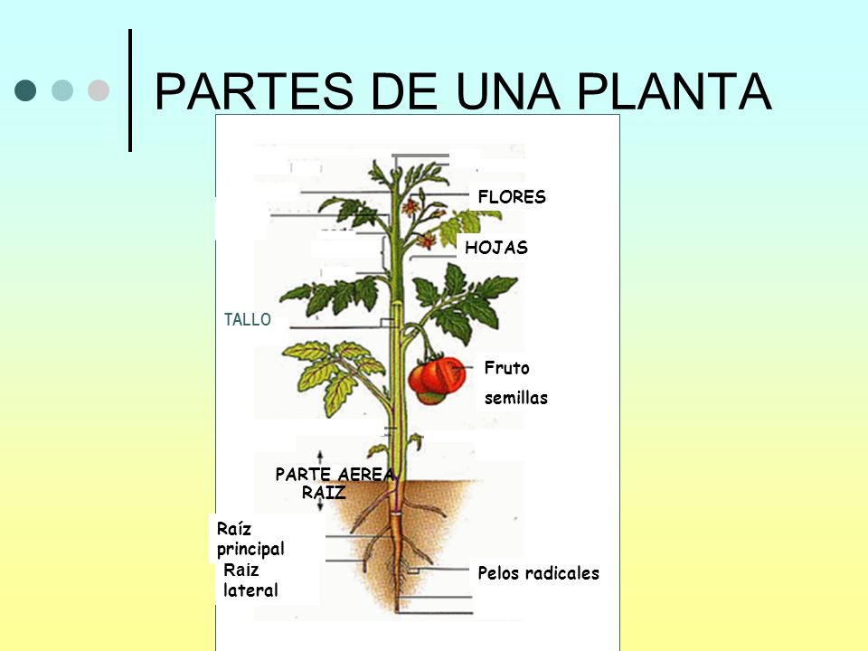 COMO NACEN LAS PLANTA como nacen las planta:
