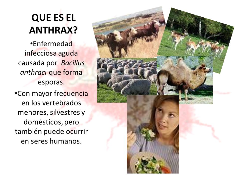 ENFERMEDAD INFECCIOSA OVINOS enfermedad infecciosa ovinos: