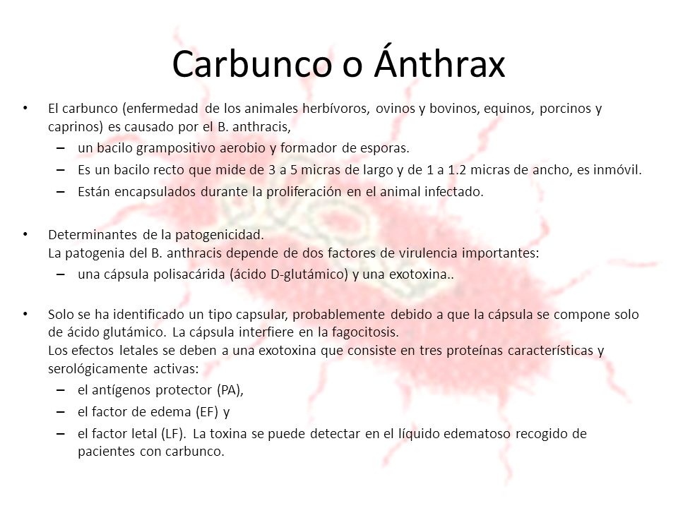 ENFERMEDAD INFECCIOSA OVINOS enfermedad infecciosa ovinos: