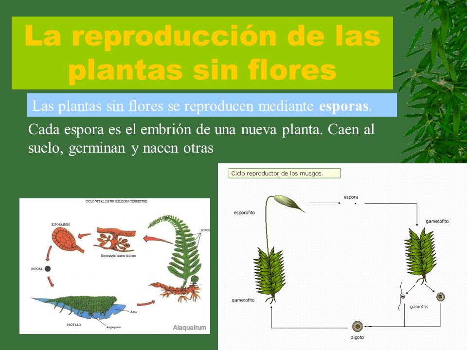 LAS PLANTAS SIN FLORES las plantas sin flores: