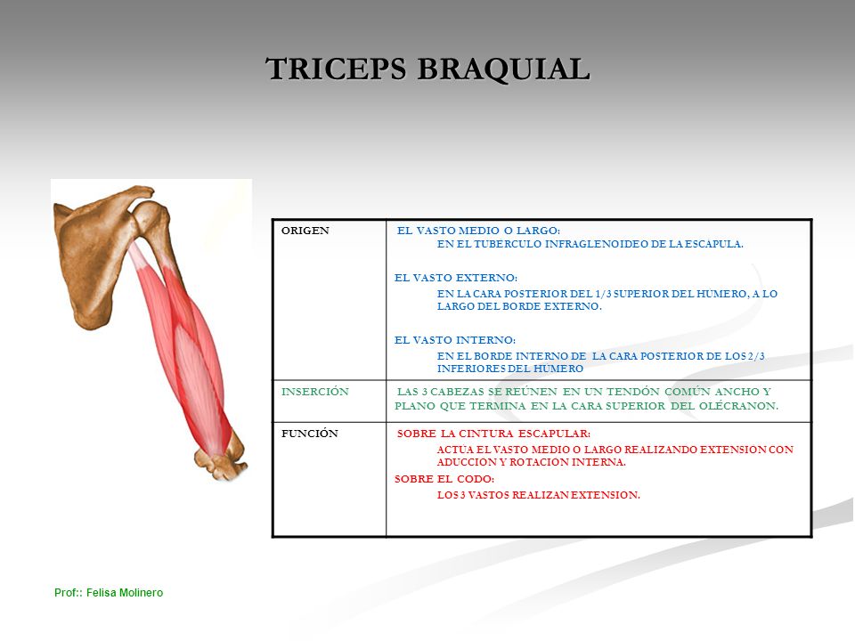 FUNCION MUSCULO TRICEPS funcion musculo triceps: