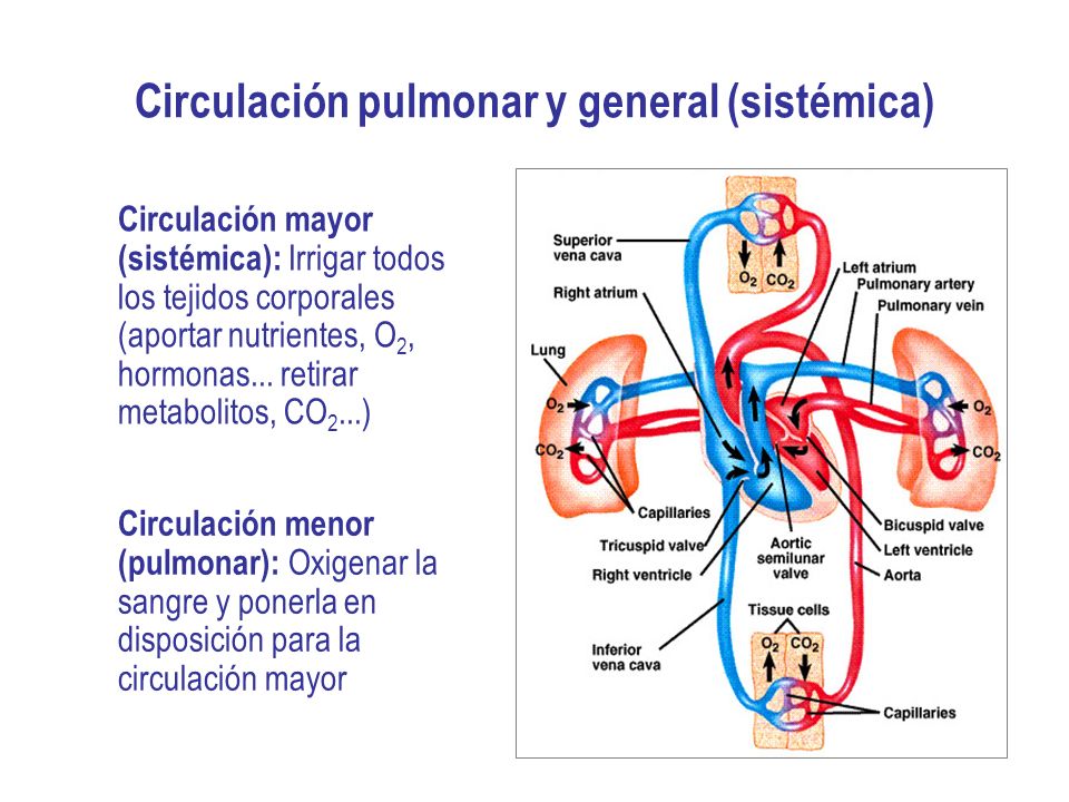 Resultado de imagen para CIRCULACION MAYOR Y CIRCULACION MENOR