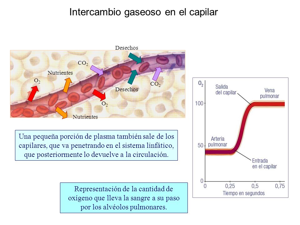 Intercambio gaseoso en el capilar Nutrientes Desechos O2O2 O2O2 CO 2 Una pequeña porción de plasma también sale de los capilares, que va penetrando en el sistema linfático, que posteriormente lo devuelve a la circulación.