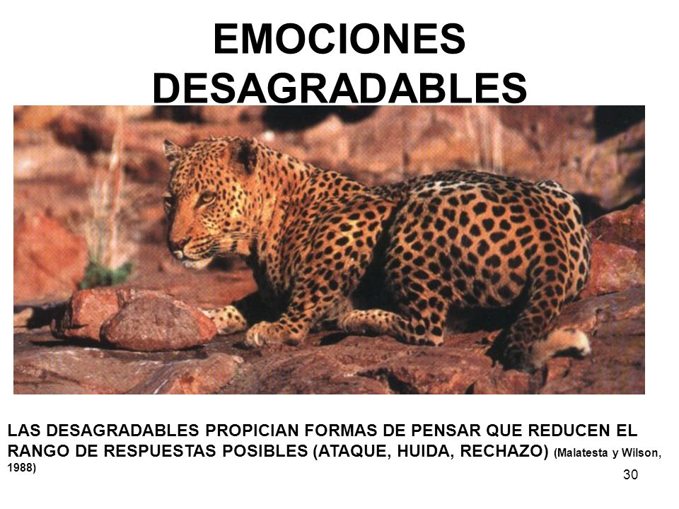 30 EMOCIONES DESAGRADABLES LAS DESAGRADABLES PROPICIAN FORMAS DE PENSAR QUE REDUCEN EL RANGO DE RESPUESTAS POSIBLES (ATAQUE, HUIDA, RECHAZO) (Malatesta y Wilson, 1988)
