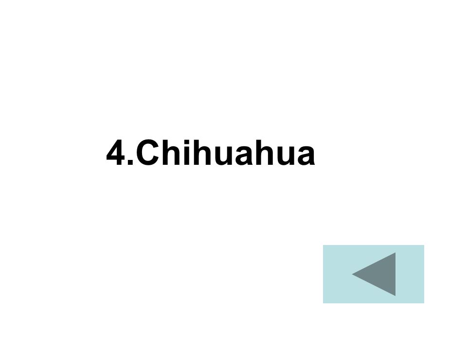 4.Chihuahua