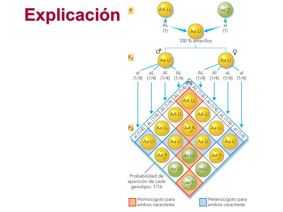GENES PLEIOTROPICOS genes pleiotropicos: