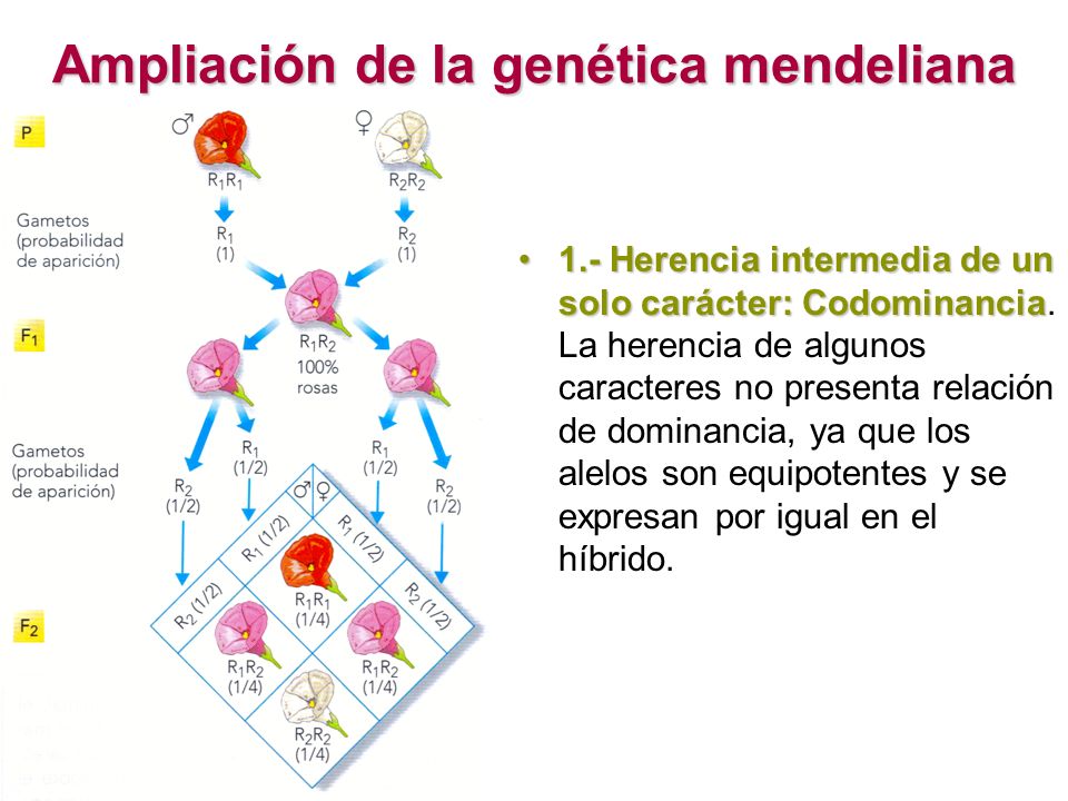 GENES PLEIOTROPICOS genes pleiotropicos: