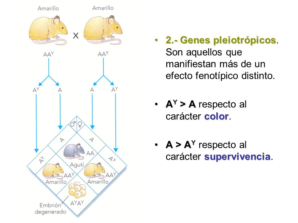 GENES PLEIOTROPICOS genes pleiotropicos: