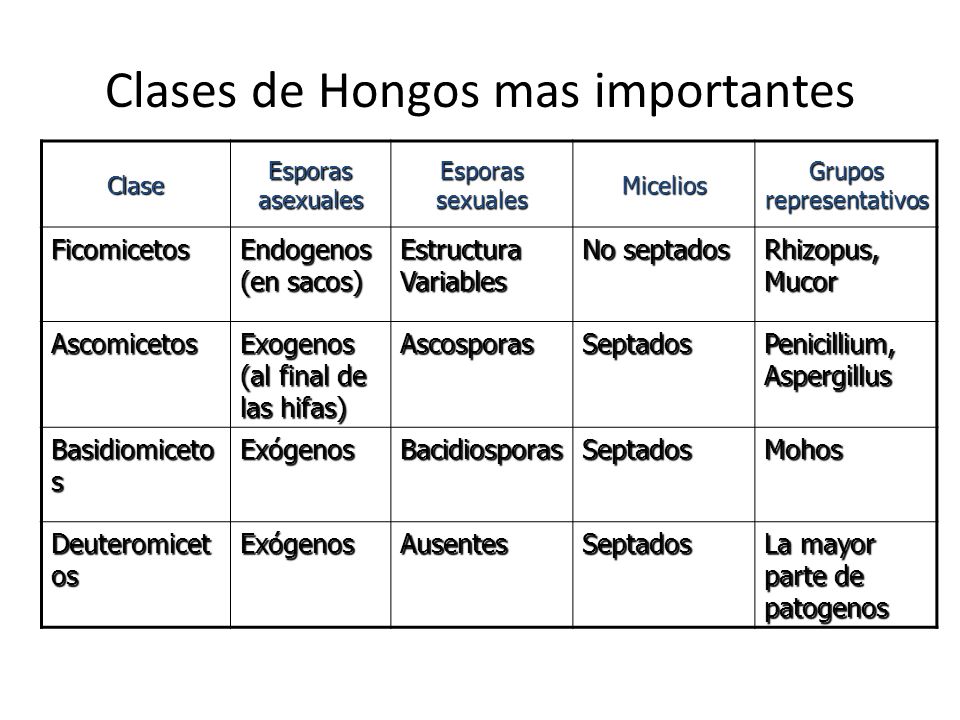 Resultado de imagen para estructura de los hongos