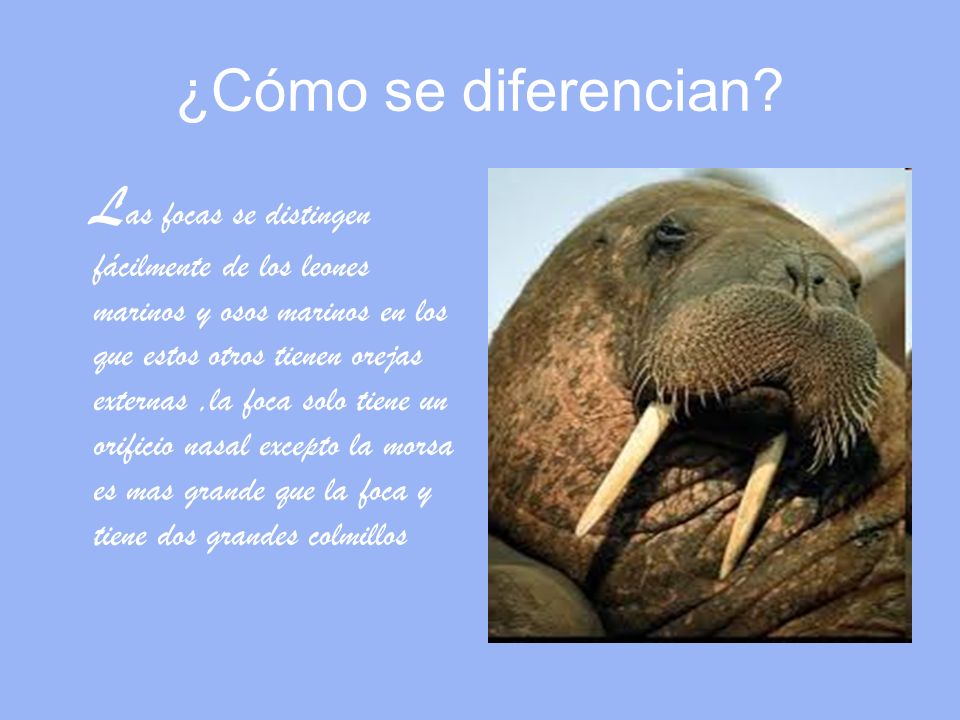 En+Donde+Viven+Los+Leones ... los leones marinos y osos marinos en los que estos otros tienen orejas