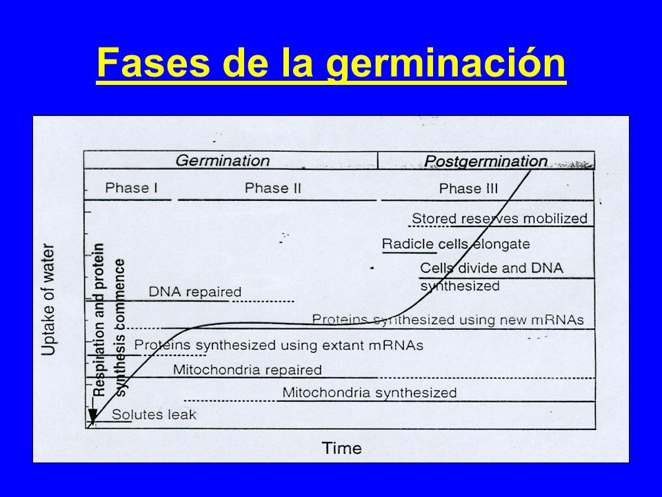 FACTORES DE GERMINACION DE LA SEMILLA factores de germinacion de la semilla: