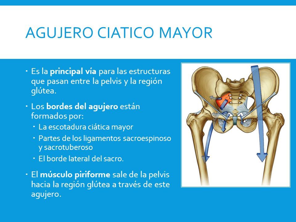 Anatom A Miembro Inferior Descripci N General La Extremidad Inferior