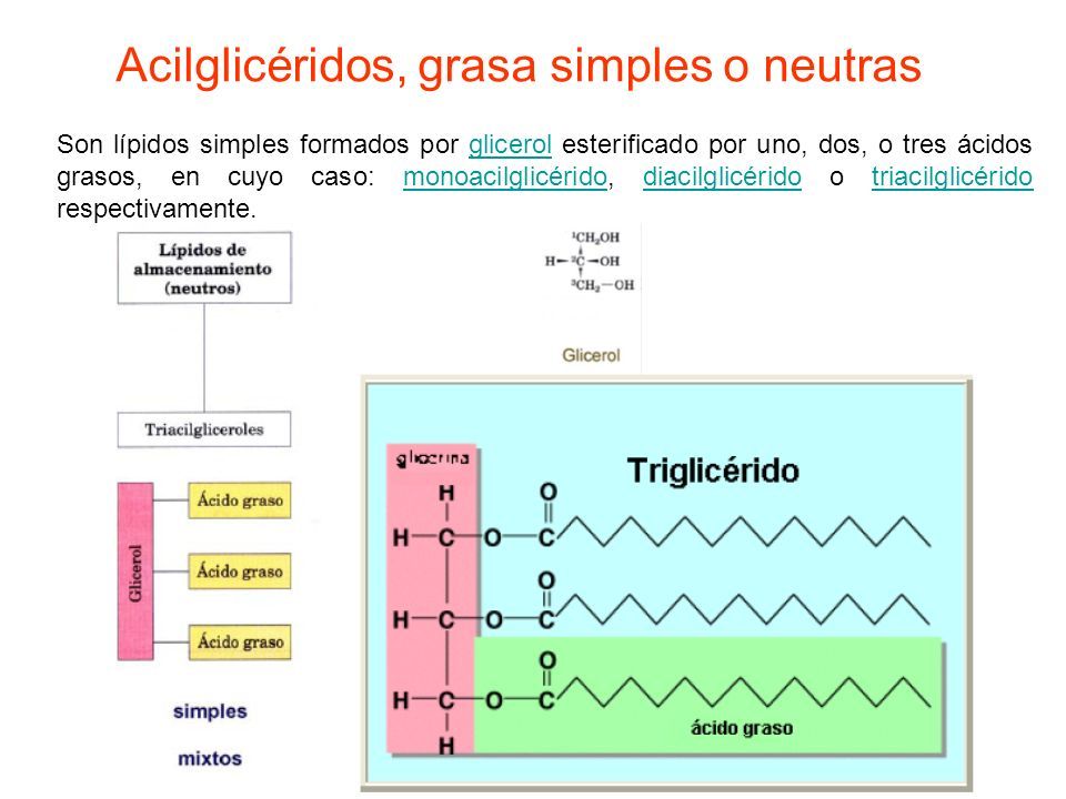 Concepto De L Pido Los L Pidos Son Biomol Culas Org Nicas Formadas