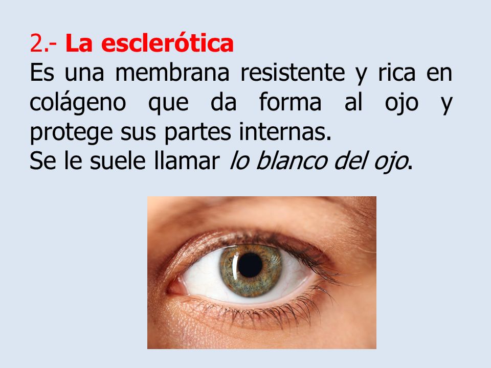 El Ojo Y Sus Partes Funcionamiento Del Ojo El Sentido De La Vista En