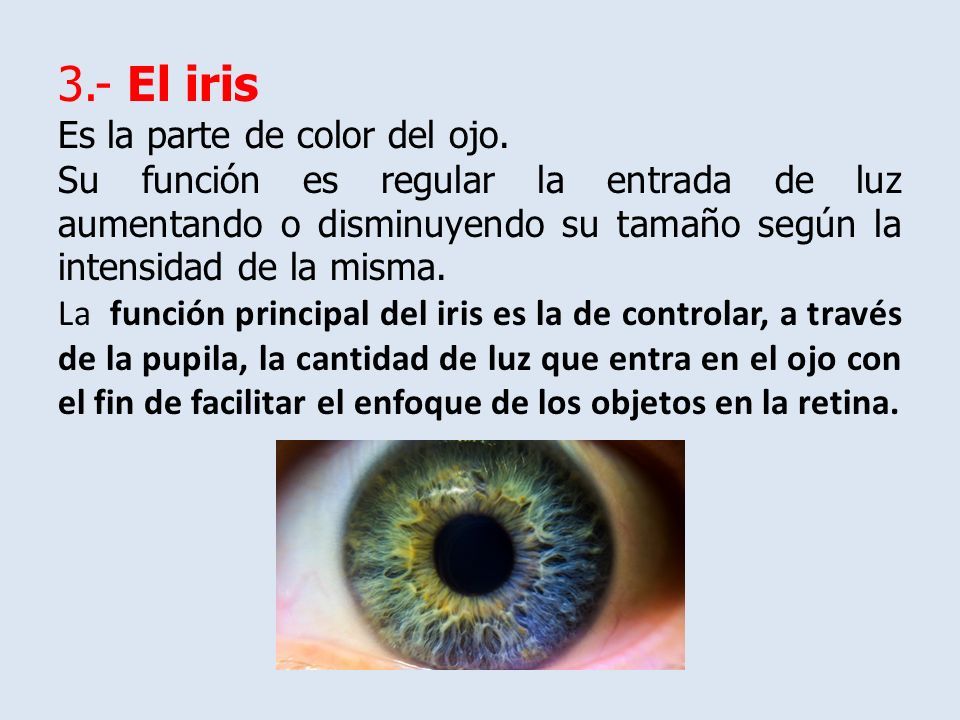 El Ojo Y Sus Partes Funcionamiento Del Ojo El Sentido De La Vista En