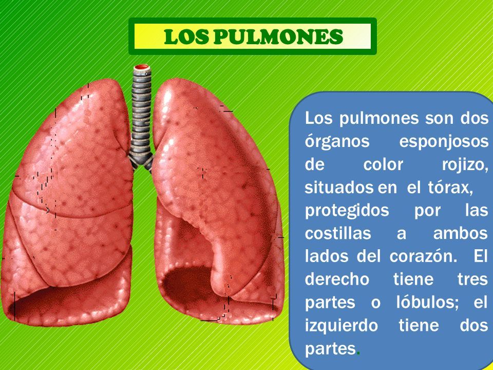 SISTEMA RESPIRATORIO Ciencias Naturales 5 Año Básico Profesor Héctor