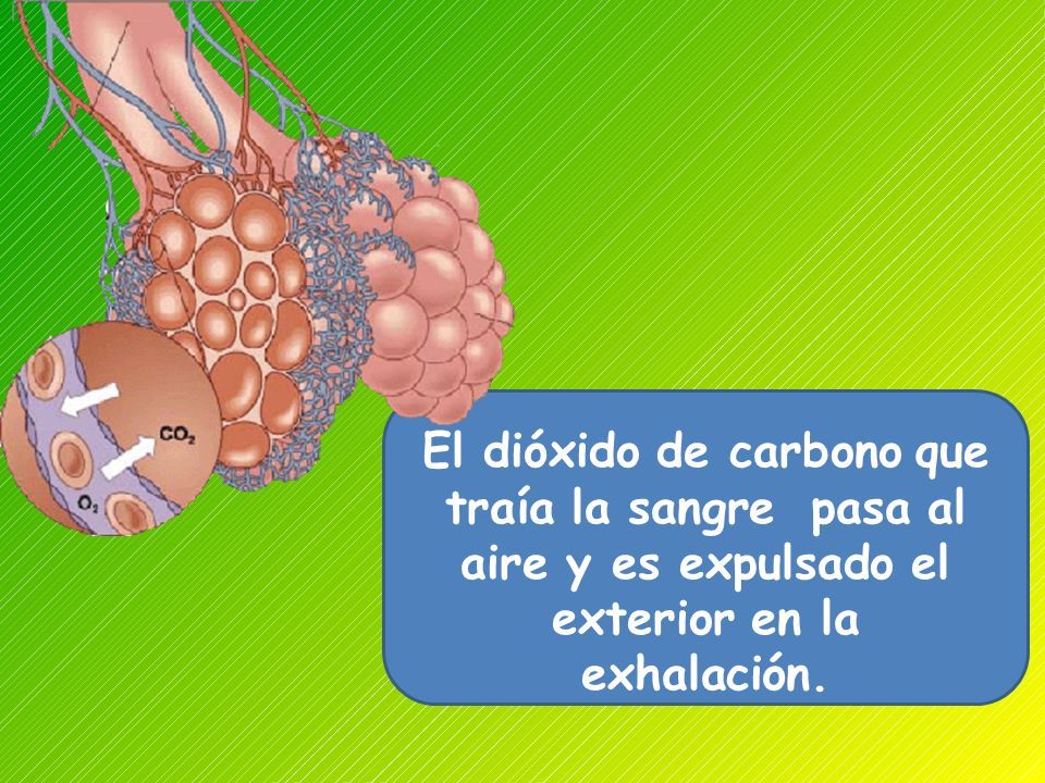 SISTEMA RESPIRATORIO Ciencias Naturales 5 Año Básico Profesor Héctor