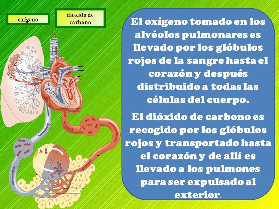 SISTEMA RESPIRATORIO Ciencias Naturales 5 Año Básico Profesor Héctor