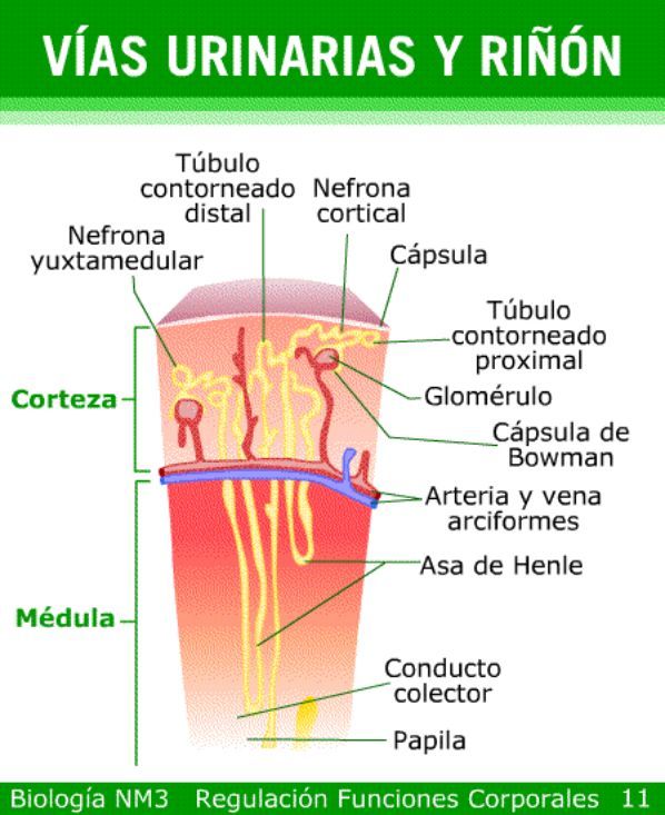 Homeostasis Y Funci N Renal Homeostasis Equilibrio Interno Agua En El