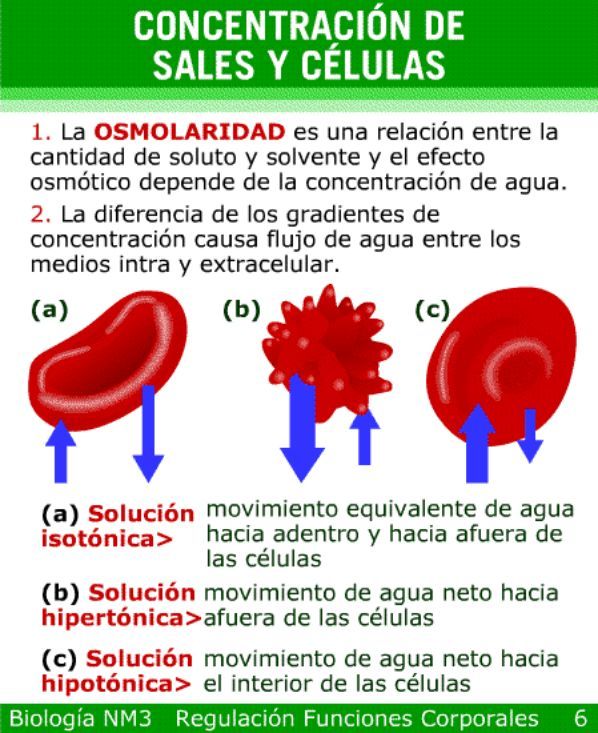 Homeostasis Y Funci N Renal Homeostasis Equilibrio Interno Agua En El