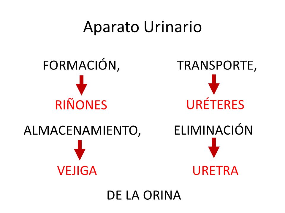 Aparato Urinario Aparato Urinario Formaci N Transporte Almacenamiento