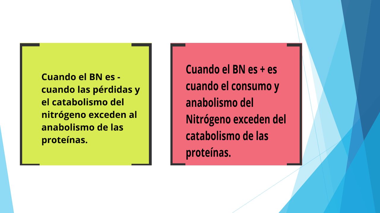 BALANCE NITROGENADO INTRODUCCION El Balance Nitrogenado Es Un Concepto