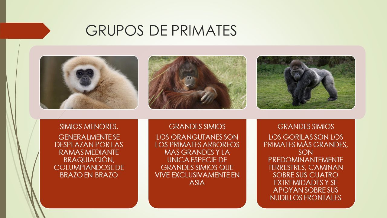 Primates Objetivos Describir Las Caracteristicas De Los Primates