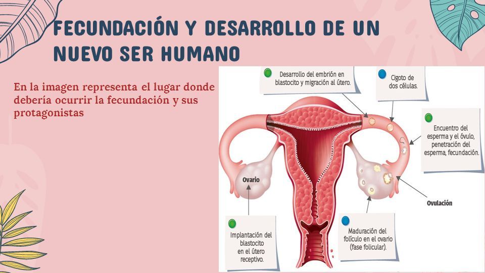 Unidad Biolog A Sexualidad Y Autocuidado Escuela M Xico De Michoac N