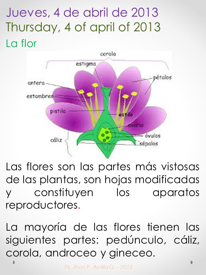 Jueves, 4 de abril de 2013 Thursday, 4 of april of 2013 La flor Las flores son las partes más vistosas de las plantas, son hojas modificadas y constituyen los aparatos reproductores.