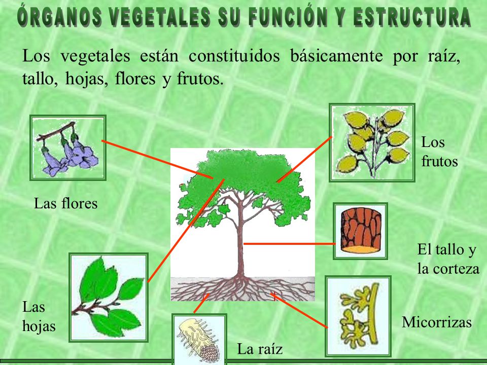 ESTRUCTURA Y FUNCION DE LAS FLORES estructura y funcion de las flores: