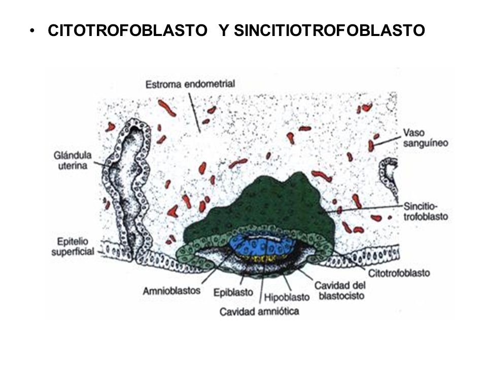 Resultado de imagen para sincitiotrofoblasto y citotrofoblasto