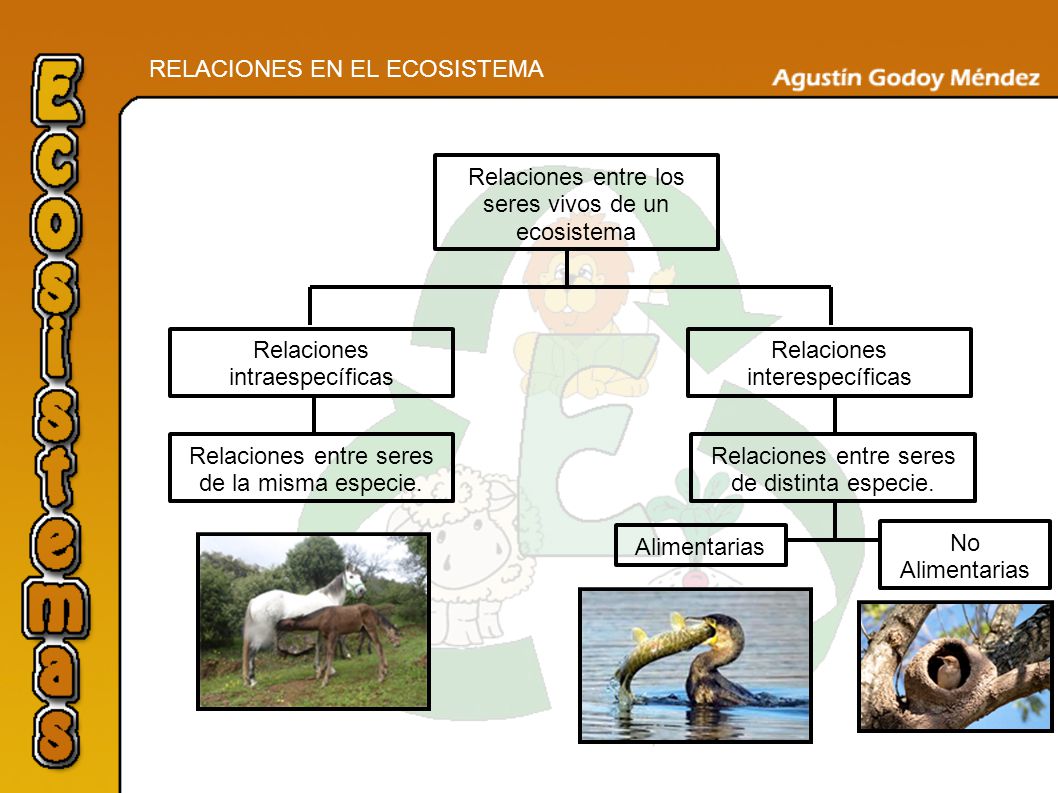 Resultado de imagen para relaciones entre los organismos vivos de un ecosistema