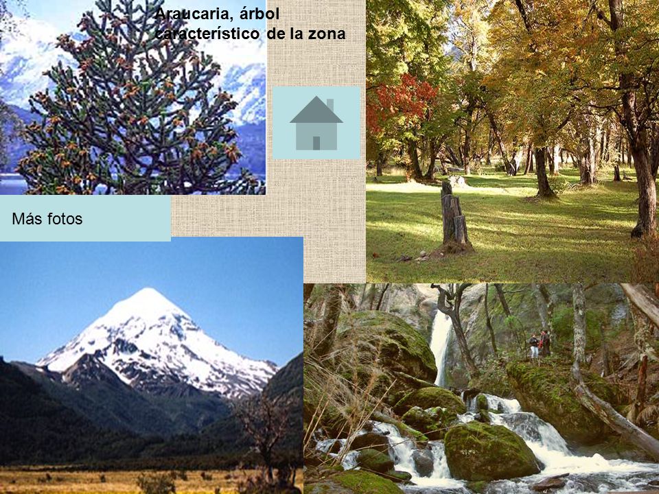 Araucaria, árbol característico de la zona Más fotos