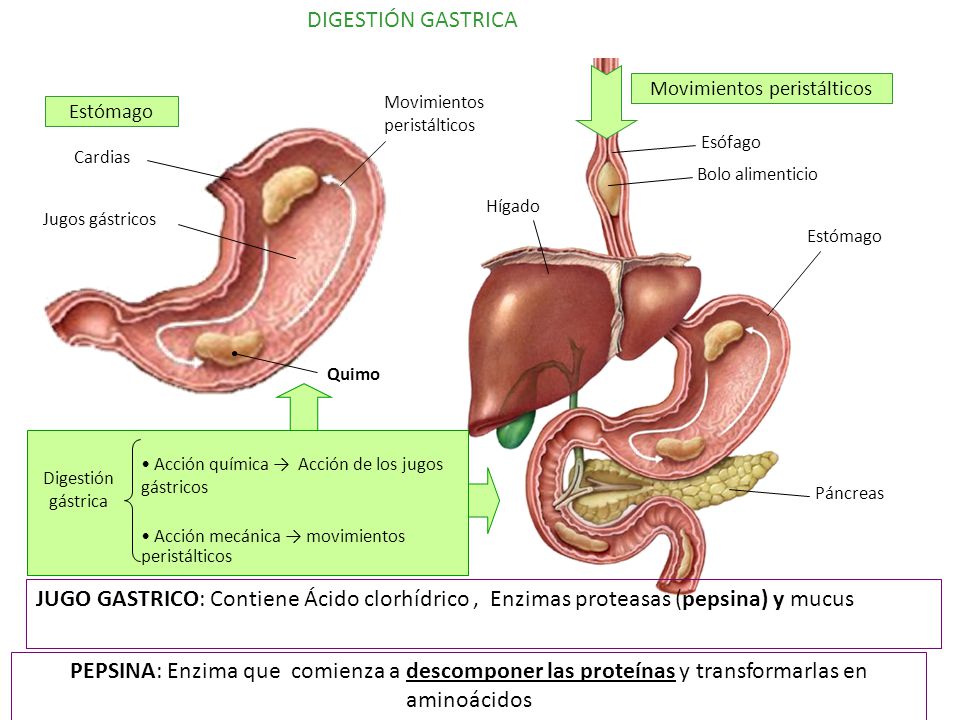 Resultado de imagen para DIGESTIÓN gastrointestinal