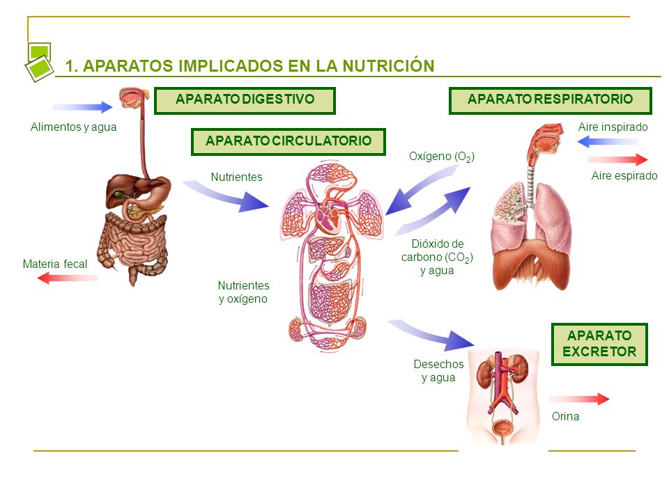 EL PROCESO DIGESTIVO DE LOS ANIMALES el proceso digestivo de los animales: