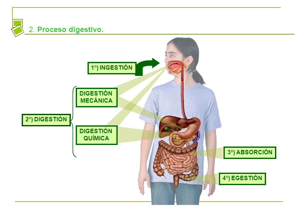 EL PROCESO DIGESTIVO DE LOS ANIMALES el proceso digestivo de los animales: