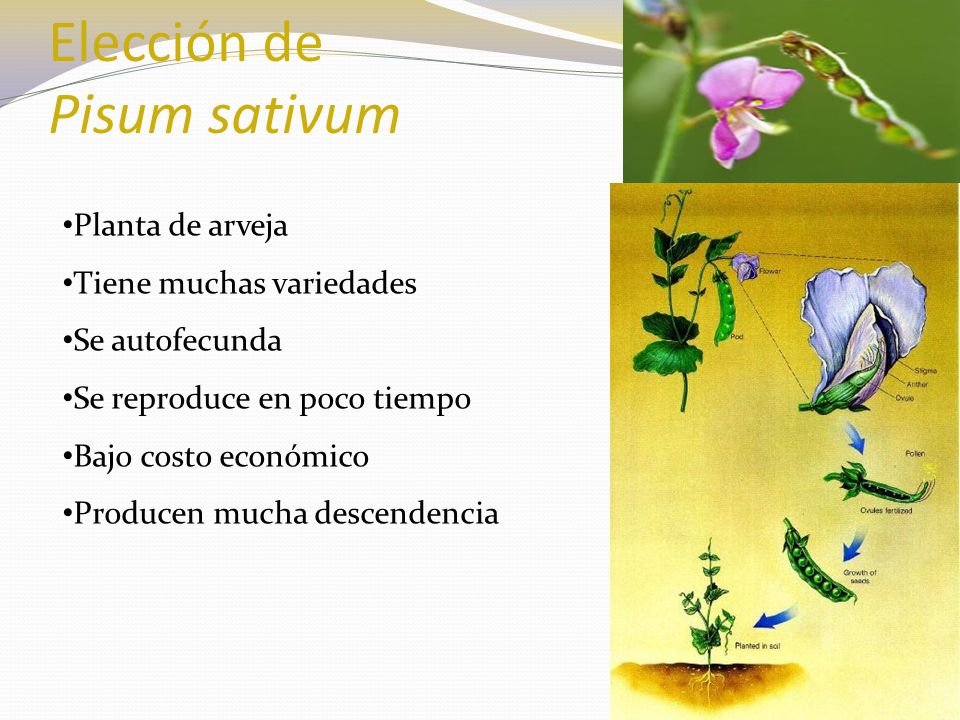 Elección de Pisum sativum Planta de arveja Tiene muchas variedades Se autofecunda Se reproduce en poco tiempo Bajo costo económico Producen mucha descendencia