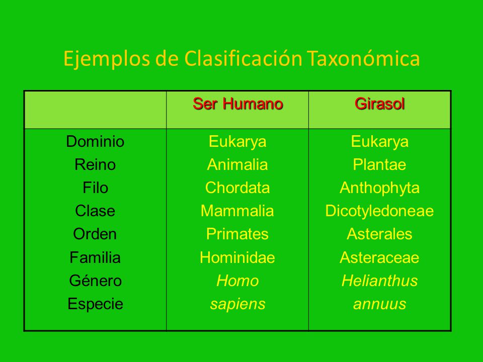 ELEFANTE TAXONOMIA elefante taxonomia: