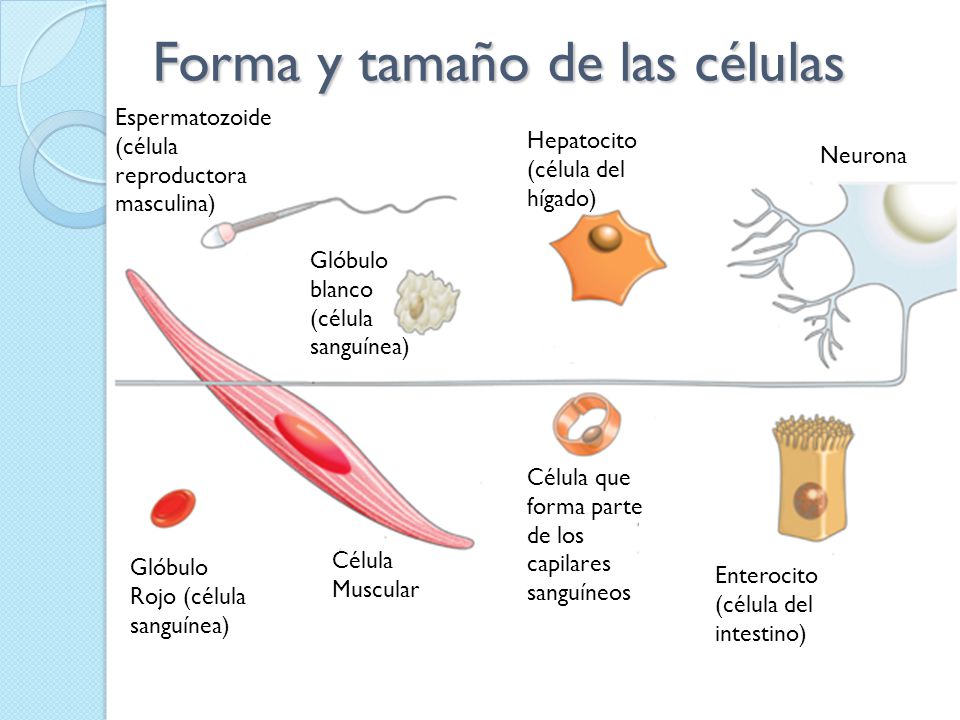 FORMA TAMANO CELULA forma tamano celula: