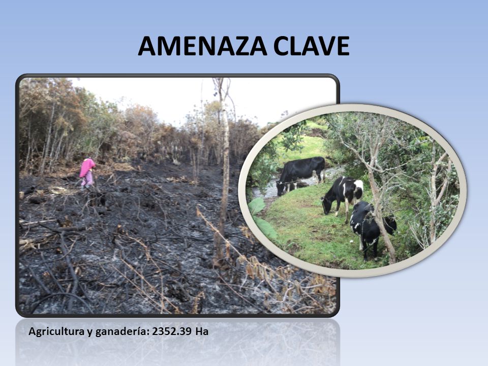 AMENAZA CLAVE Agricultura y ganadería: Ha