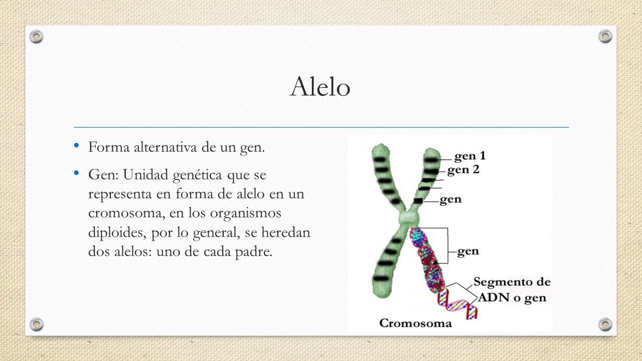 Gen Tica Variabilidad Gen Tica Intraespec Fica Diferentes Alelos En El