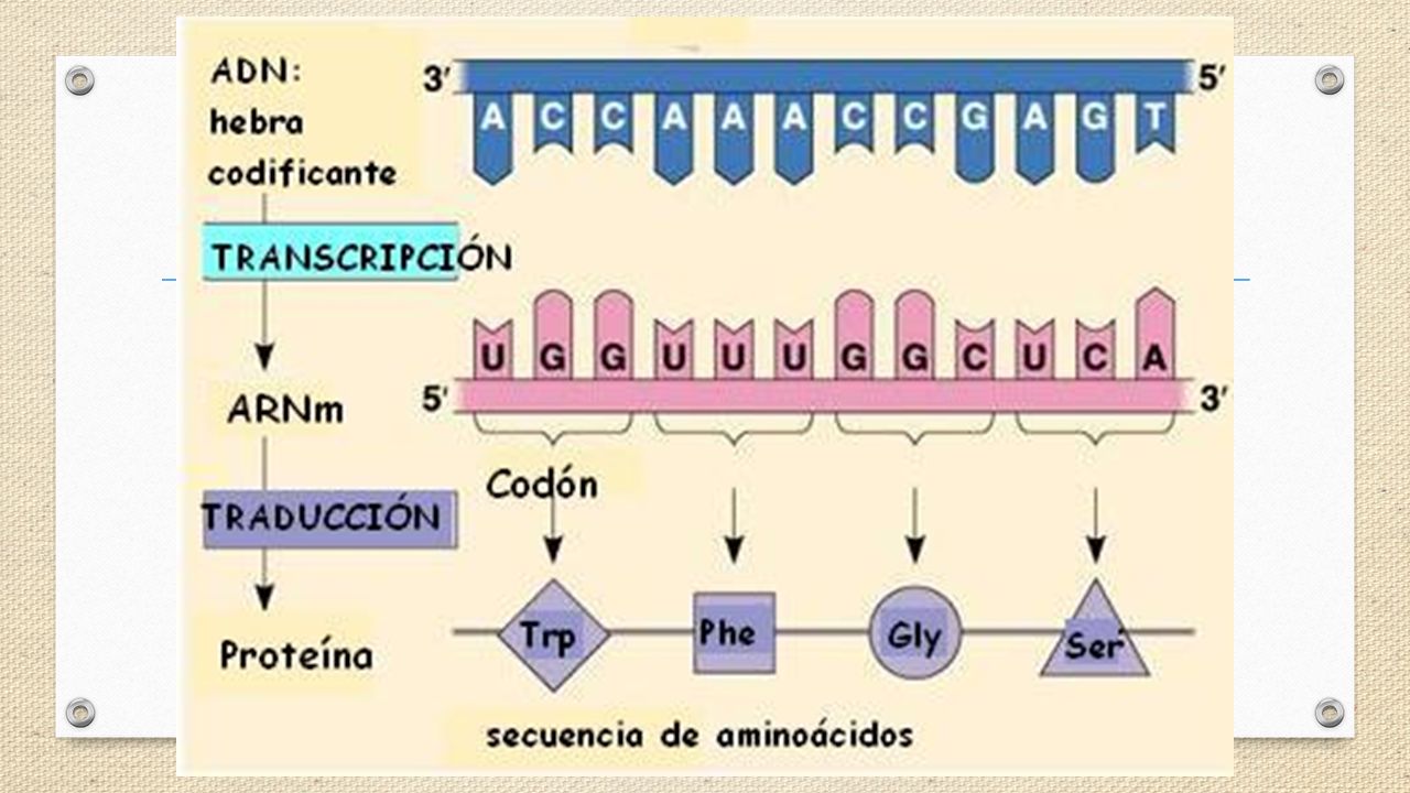 Gen Tica Variabilidad Gen Tica Intraespec Fica Diferentes Alelos En El