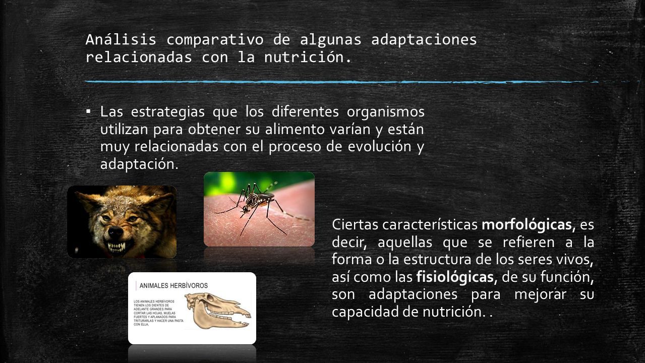 Nutrici N An Lisis Comparativo De Algunas Adaptaciones Relacionadas Con