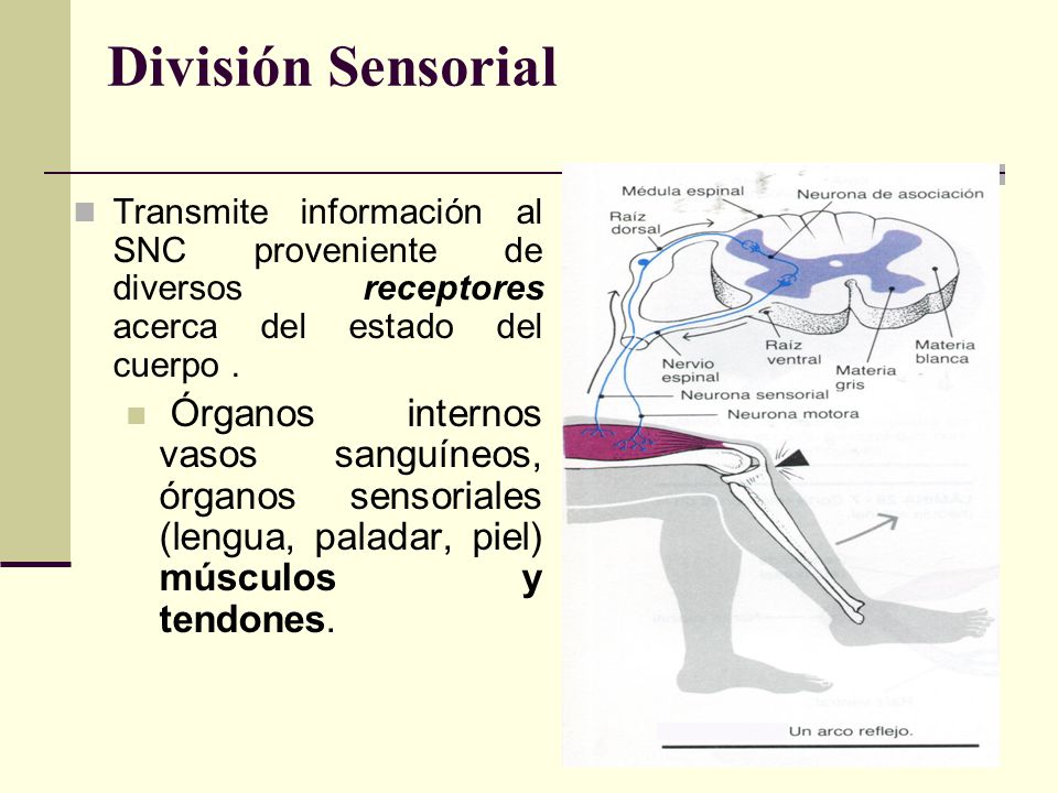 División Sensorial