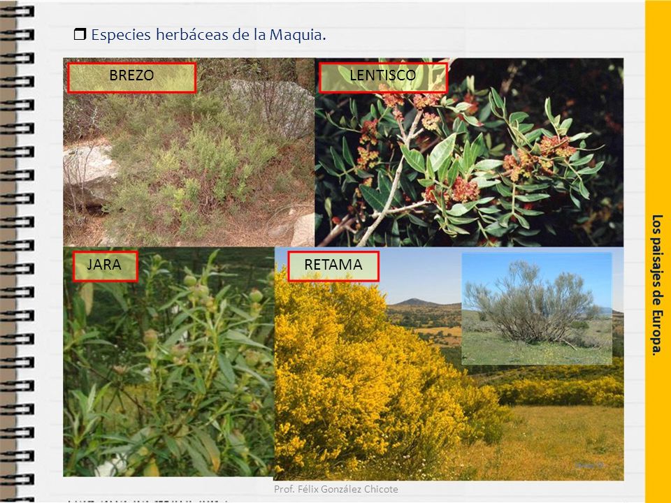  Especies herbáceas de la Maquia. BREZOLENTISCO JARARETAMA Prof. Félix González Chicote