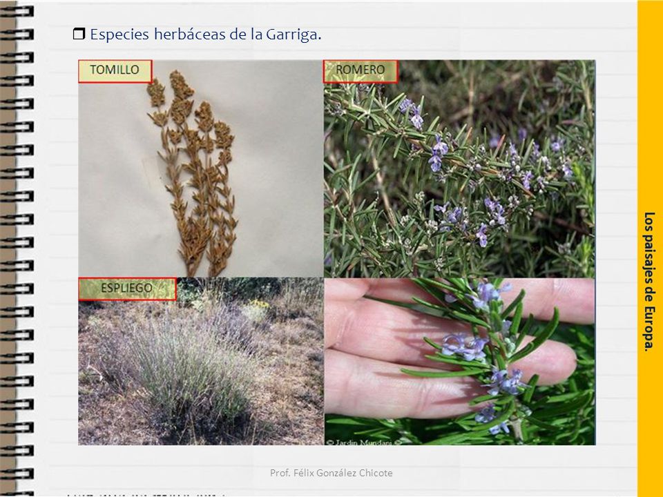  Especies herbáceas de la Garriga. Prof. Félix González Chicote
