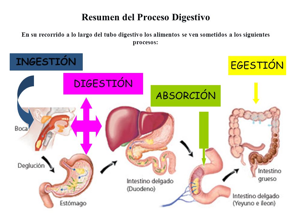 EL PROCESO DIGESTIVO DE LOS ANIMALES el proceso digestivo de los animales: